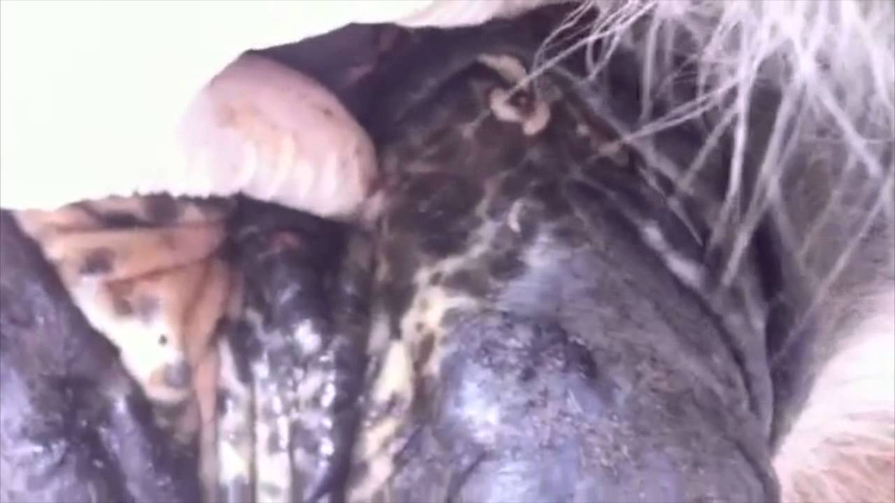 Horse Penis Sheath Infested With Maggots Causing Colic Like Signs