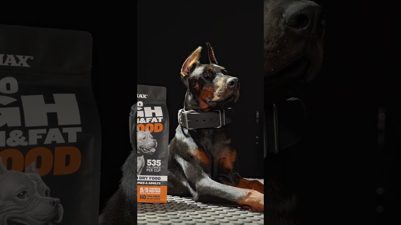 Doberman lying beside a bag of Bully Max 30/20 High Protein dog food in the Bully Max studio