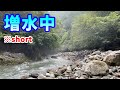 梅雨後期の増水と濁った川で渓流釣り！そこで釣れた魚とは？ #Shorts