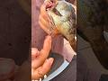 生き物から食材へ#shorts #short #茨城 #子供 #面白動画 #ネコ #ガンスミスプログラム #水戸#猫 #funny #cat #kids #グルメ #ラーメン
