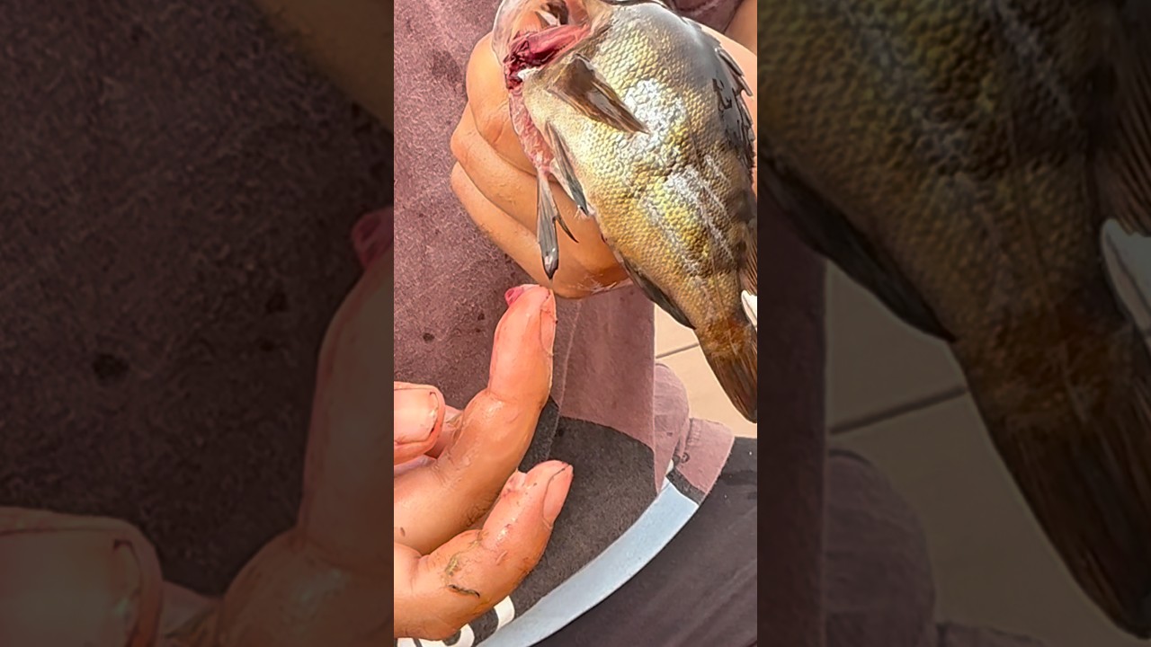生き物から食材へ#shorts #short #茨城 #子供 #面白動画 #ネコ #ガンスミスプログラム #水戸#猫 #funny #cat #kids #グルメ #ラーメン