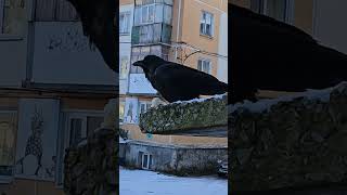 Воркутинский ворон 🐦‍⬛ #ворон, #воркута