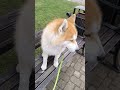 Rest after a walk, 17 April 2026 г. #husky #dog #rest #bench