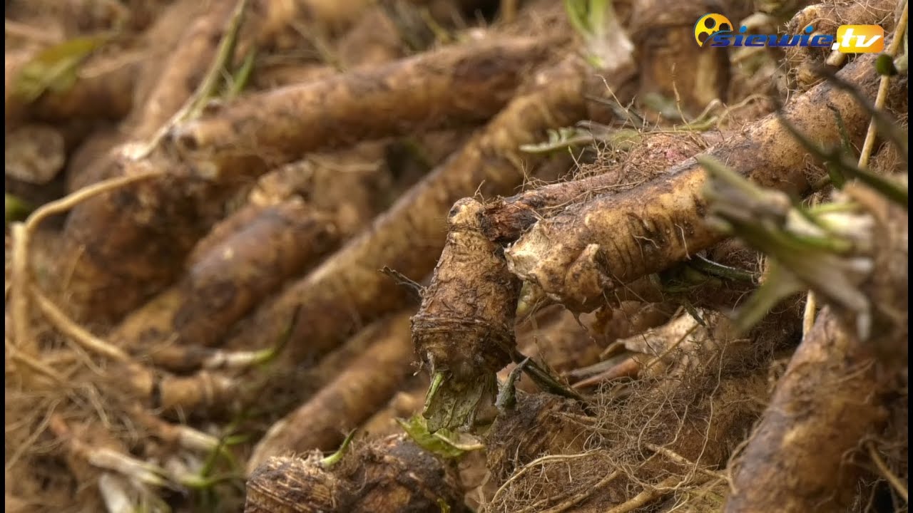 SKOŃCZYŁY SIĘ CHRZANOWE ŻNIWA - siewie.tv