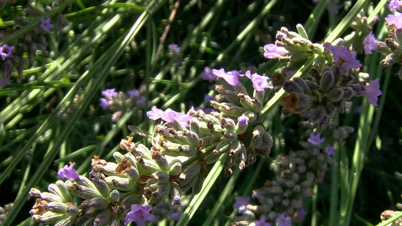 Crab Spider Catching Bee