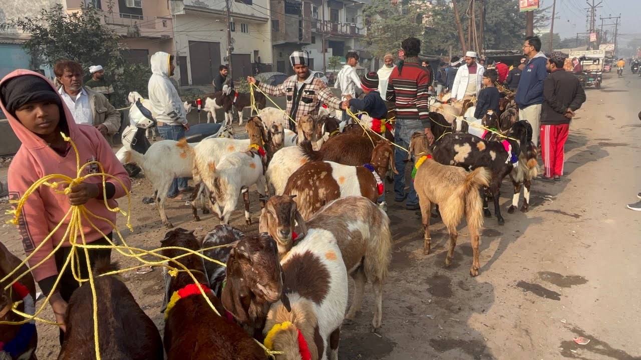Meerut Tuesday Mandi 23December 2025 #azharvlogs #goat #viralvideo #animals #animalovers #bakramandi
