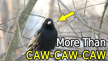 Crow Calling Sounds (More Than You Think)