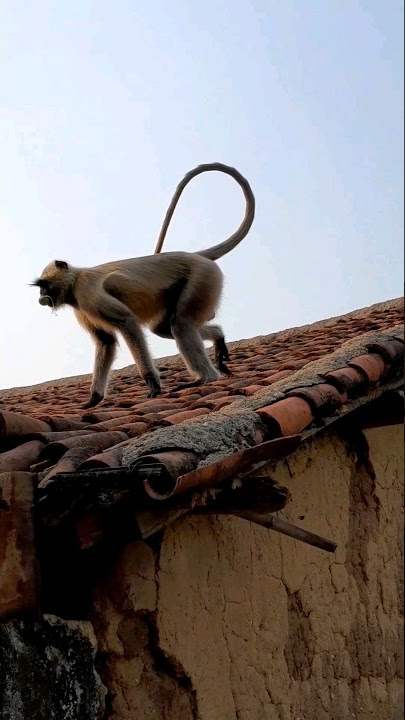 funny monkey video #shorts #youtubeshorts #viralvideo #funnymonkeyvideo