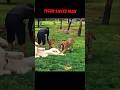 Tiger Hero Stops Leopard Attack Behind Man Trending Animals Wildlife Youtubeshorts Tiger