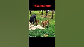 Tiger Hero: stopt luipaardaanval achter man! #trending #dieren #wildlife #youtubeshorts #tijger