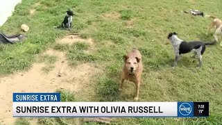 A Louisville man has a pet problem, and his neighbors say Metro officials are enabling it
