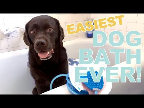 the-easiest-dog-bath-ever-with-aquapaw