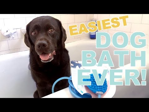 the-easiest-dog-bath-ever-with-aquapaw