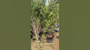 How To Choose Perfect Garden Tree