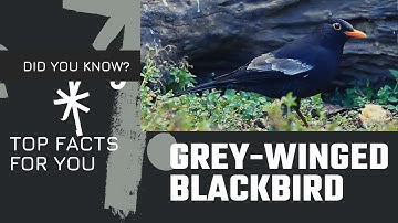 Grey-winged Blackbird facts 🦜 found south-eastern Asia from the Himalayas 🏔 to northern Vietnam 🇻🇳