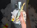 Kanama Smart Bait - When Your Bait Starts Hunting..