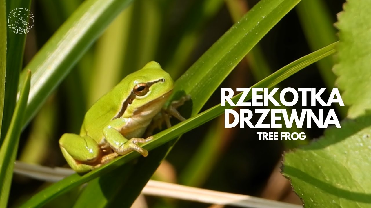 Rzekotka drzewna | Tree frog - YouTube