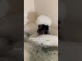 #dogshorts #puppylife #puppy #puppylove #puppyvideos #cockapoo