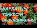 БАРХАТЦЫ тонкости выращивания