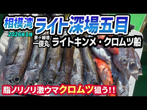 Light Deepwater Five-Fish Fishing in Sagami Bay] Light Kinme and