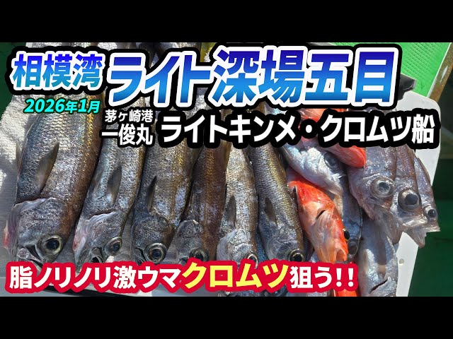 Light Deepwater Five-Fish Fishing in Sagami Bay] Light Kinme and