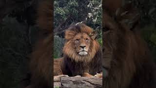 Originally main villain hi hoon... 🦁