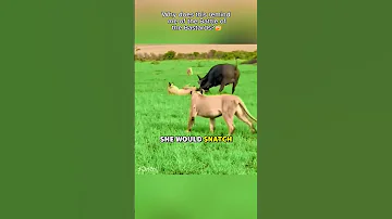 The Day Buffalo Fought Back 