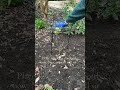 Support tall perennials early to prevent flopping. #GardenMaintenance #UKGarden #SeasonalGardening