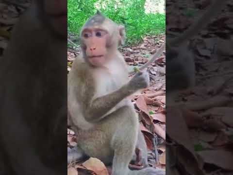 Monkeys Eating Green Tamarin Fruit Shorts Short Viralmonkey