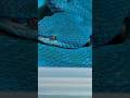 Unboxing A Blue Snake Dang Unboxing A Blue Snake Dang