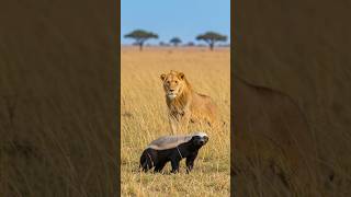 Медоед: Король выживания в дикой природе 🦨🦁 #животные #медоед #интересное #африка #экология