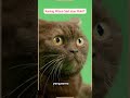 Kucing Hitam Sial atau Hoki?