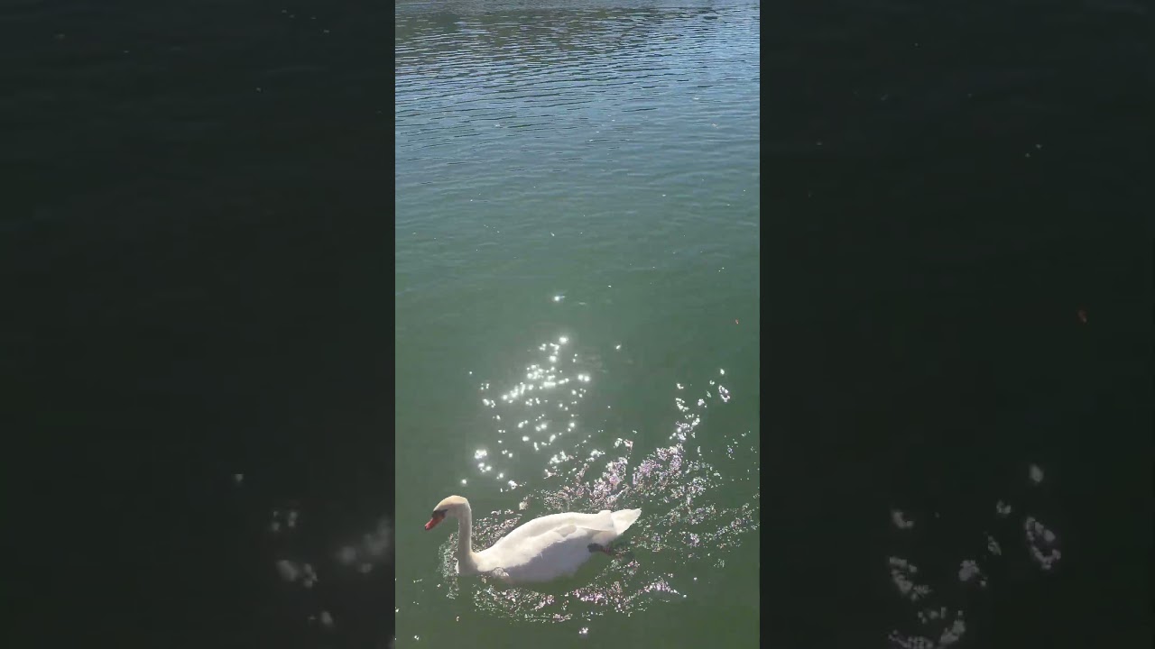 🇸🇮 БЕЛЫЙ ЛЕБЕДЬ НА ОЗЕРЕ ЗБИЛЬЕ СЛОВЕНИЯ 