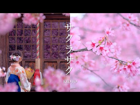 魁～京都御苑糸桜　まで京都の早咲き桜が一気に満開へ｜近衛邸跡｜出水の桜｜渓仙桜｜おかめ桜｜しだれ桜｜平野神社｜春めき桜