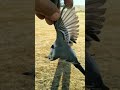 صيد الزعره البيضاء صيد الزعره البيضاء