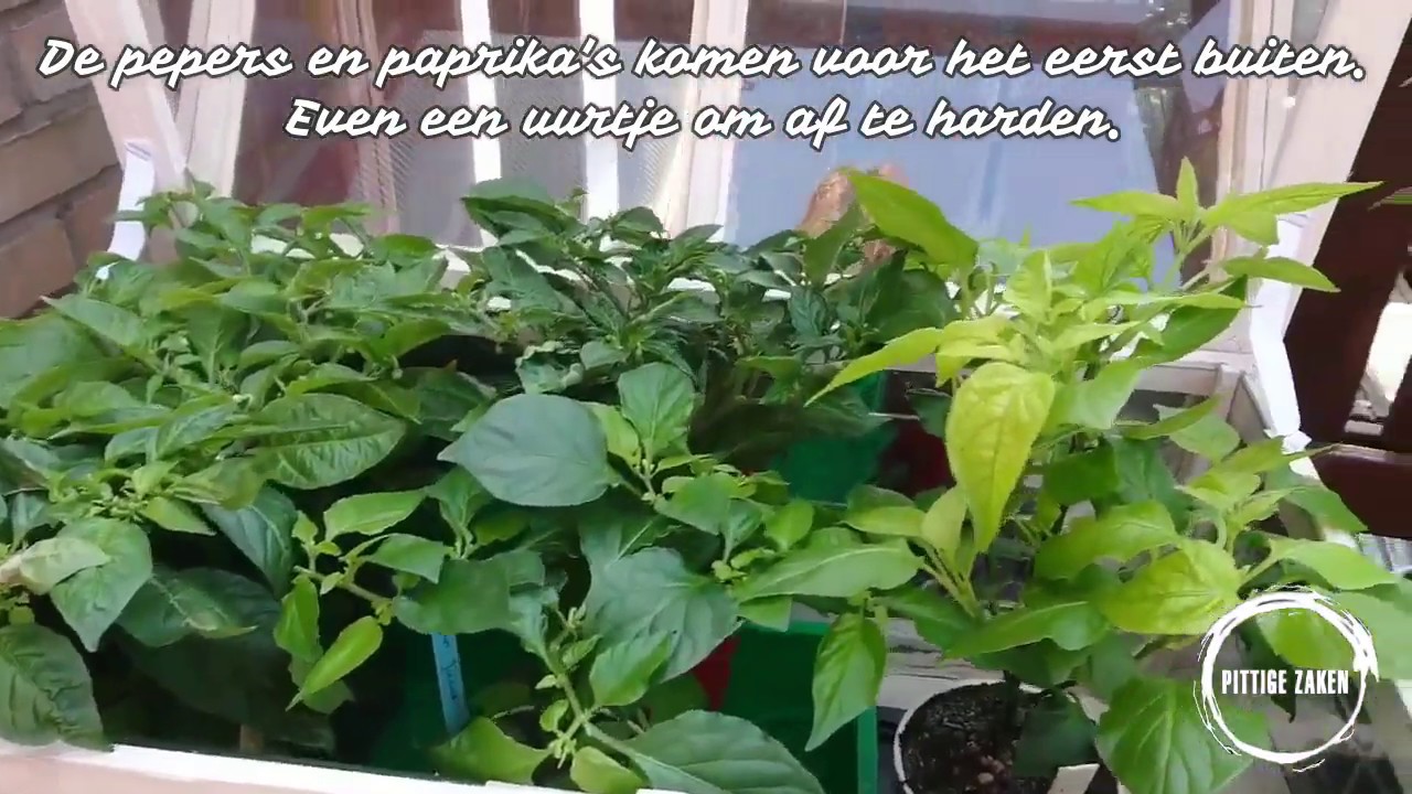Get Afharden Van De Peper En Paprika Planten 20 April 2019 Youtube For Android Free Wallpaper Afharden Van De Peper En Paprika Planten 20 April 2019 Youtube For Android Free