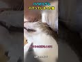 パパのヒゲにハマってしまった猫#猫 #猫動画 #猫のいる暮らし