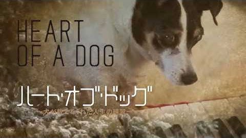 『ハート・オブ・ドッグ 〜犬が教えてくれた人生の練習〜』予告（2016年10月公開）