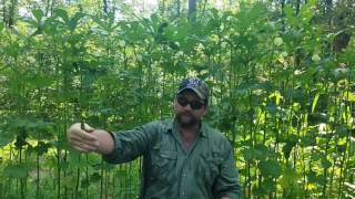 Basic Gardening : How to Grow and Harvest Okra  the needed information on a successful harvest
