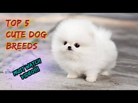 TOP 5 CUTE DOGS |THE ULTIMATE GUIDE TO TOP 5 CUTE DOGS | BEST 5 ...
