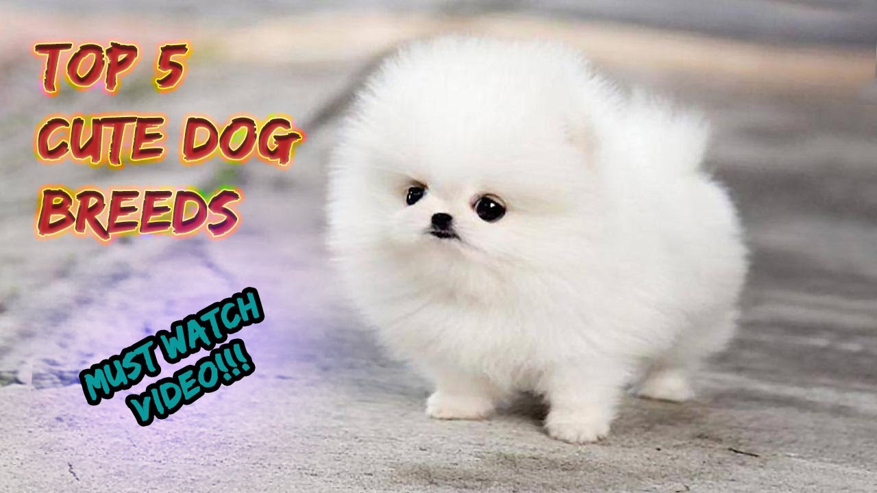 TOP 5 CUTE DOGS |THE ULTIMATE GUIDE TO TOP 5 CUTE DOGS | BEST 5 ...