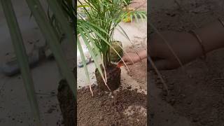Palm ki re-potting kyo jruri h 🤔