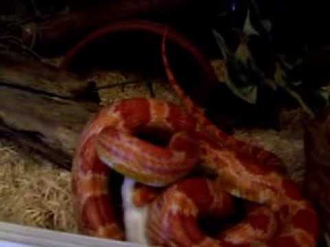 video phone beyonce mp3 Corn snake feeding... damn