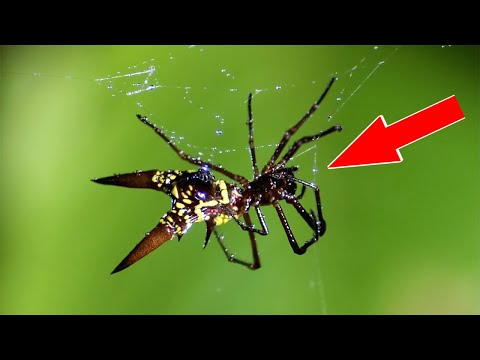 10 Самых невероятных пауков