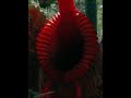 एक ऐसा पेड़ जो आदमी और जानवर का मांस खाता है #shorts #facts #viral