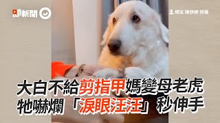 大白熊犬不給剪指甲媽變母老虎...牠淚眼汪汪乖乖伸手寵物動物狗精選影片