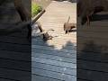 🦆ヒナの目の前で大乱闘！カルガモ親子に突然の危機… 🇮🇳🇰🇷🇩🇪Duck Fight in Front of Their Babies! What Happens Next?!