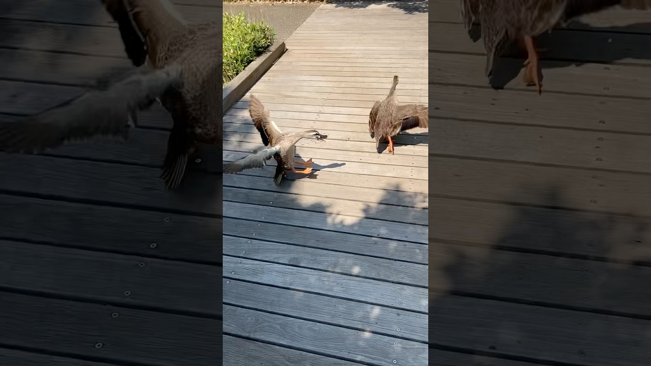 🦆ヒナの目の前で大乱闘！カルガモ親子に突然の危機… 🇮🇳🇰🇷🇩🇪Duck Fight in Front of Their Babies! What Happens Next?!