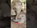 "Twin Elephant Alarm Clock! 🥰❤️#BabyElephant #TwinElephants #AnimalFriends