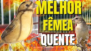 Download Lagu Fêmea De Papa Capim Piadeira Esquenta Qualquer macho MP3 Download Lagu Fêmea De Papa Capim Piadeira Esquenta Qualquer macho MP3